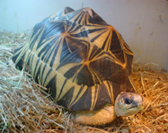Zinadine, my male Radiated Tortoise.  I hope to breed my Radiateds in the next year or two.