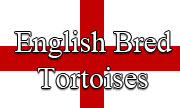 English Bred Tortoises