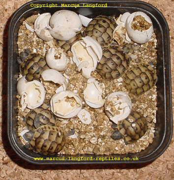 Clutch of newly hatched spurs