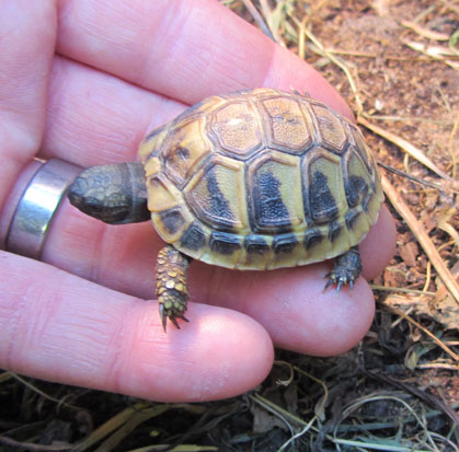 Baby Hermanns Tortoise hatched by myself.  A baby Hermanns is an excellent choice as a first tortoise.