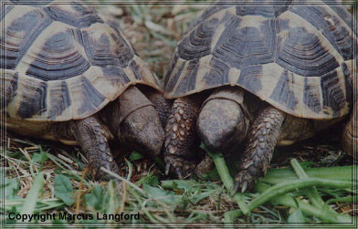 Hermann's Tortoises