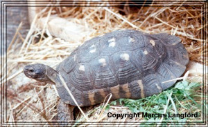 Adult male Marginated Tortoise