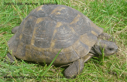 Adult female Spur-thighed tortoise