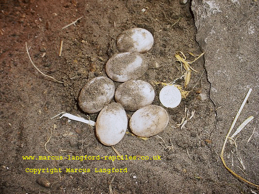 Freshly laid clutch of Spur-thighed eggs