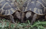 Hermanns Tortoises feeding