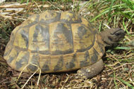 Piglet my oldest female Hermanns Tortoise has laid eggs for me every year since 2000.