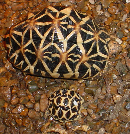 Aurora, one of my adult female Stars with a recently hatched baby
