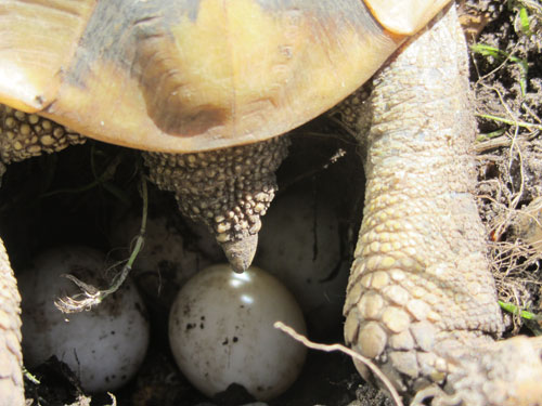 One of my female Hermanns laying her first clutch of the year on 8th June 2014.